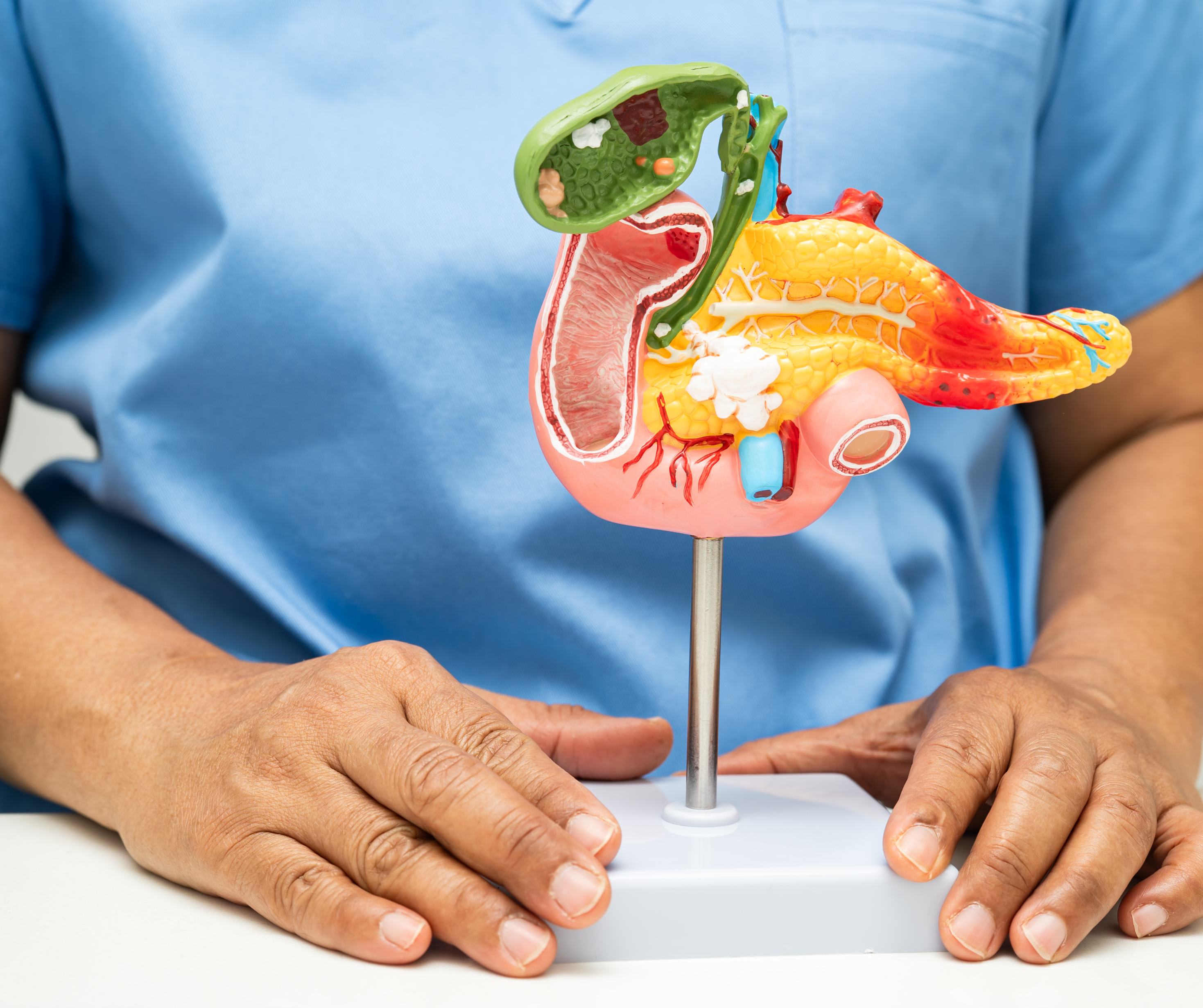 referente a gastroenterologia, maqueta de aparato digestivo